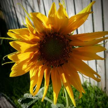 Helianthus annuus