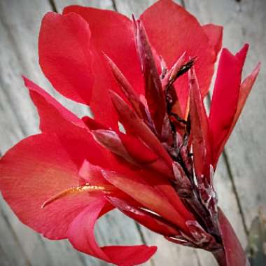 Canna 'Cannova Bronze Scarlet' (Cannova Series)