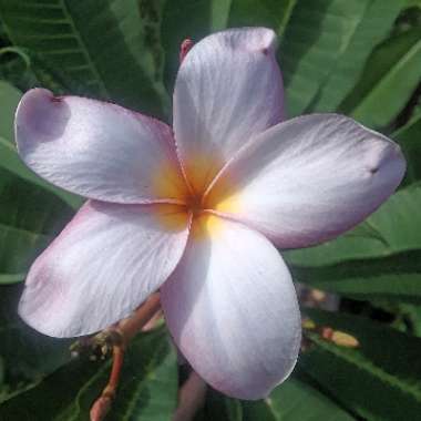 Plumeria