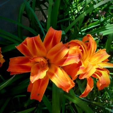 Hemerocallis fulva 'Kwanso' syn. Hemerocallis 'Kwanso'