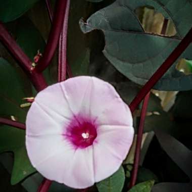 Ipomoea batatas 'Blackie'