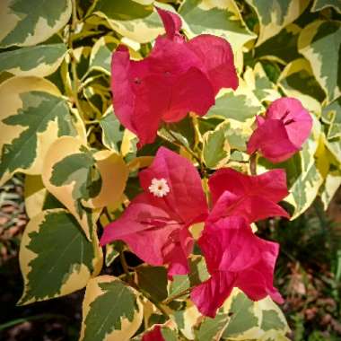 Bougainvillea 'Raspberry Ice'