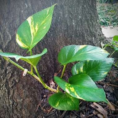 Epipremnum aureum 'Hawaiian'