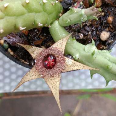 Stapelia Procumbens (Huernia Procumbens)