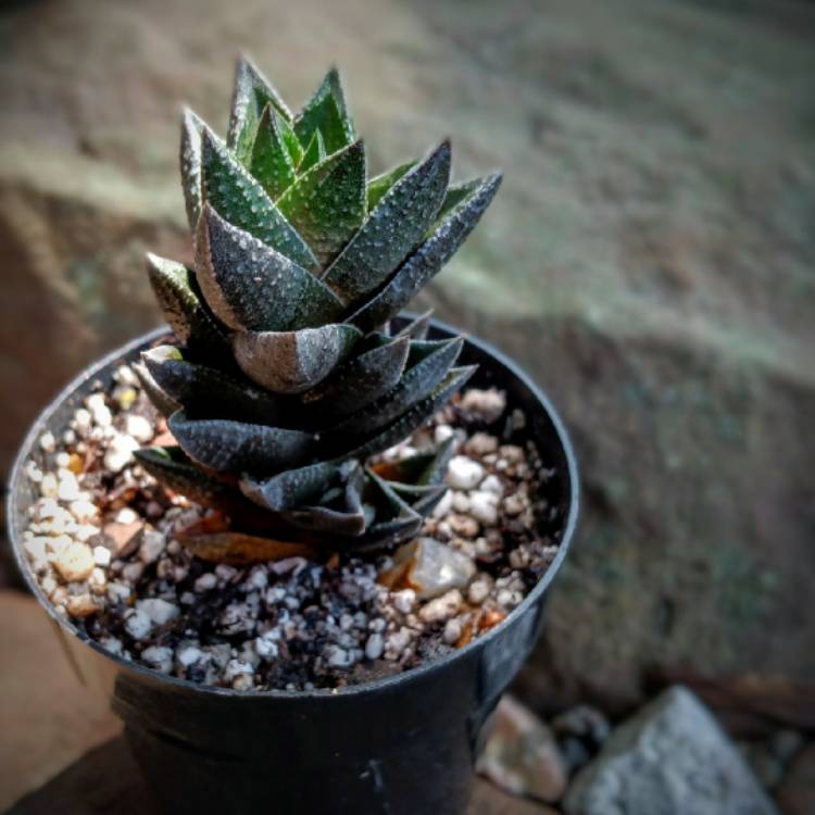 Plant image Haworthia resendeana