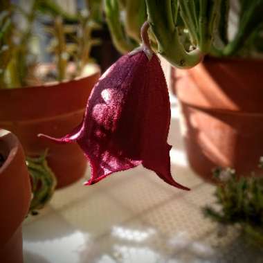 Stapelia Leendertziae