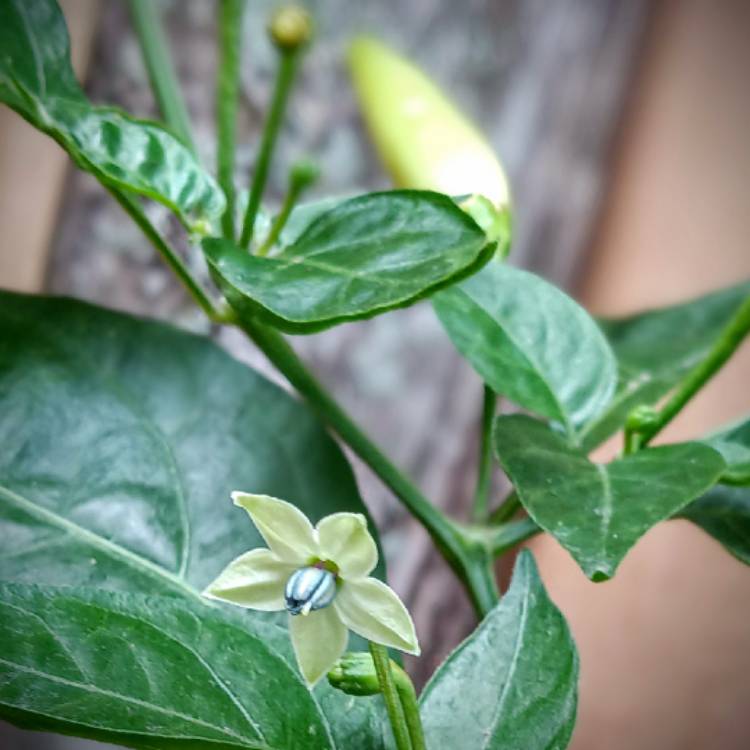 Plant image Capsicum Annuum 'Tabasco'