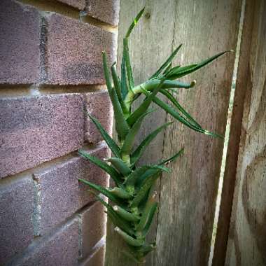 Aloe Ciliaris