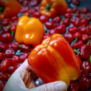 Capsicum 'Orange Bell'