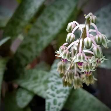 Ledebouria socialis syn. Scilla violaceum