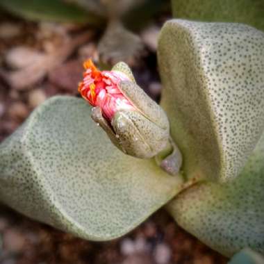 Pleiospilos nelii