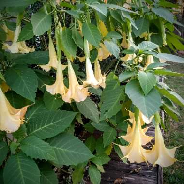 Brugmansia