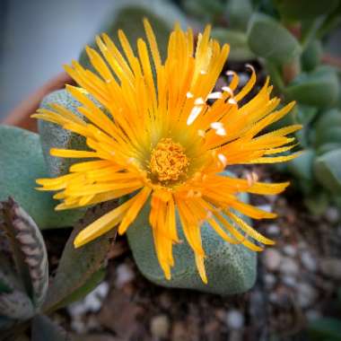 Pleiospilos nelii