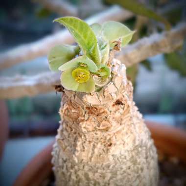 Euphorbia Succulents