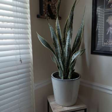 Sansevieria laurentii Trifasciata