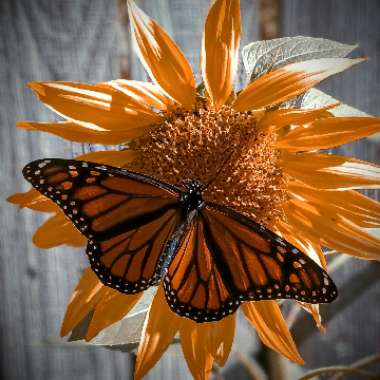 Helianthus annuus