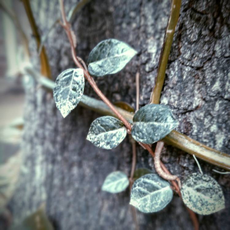 Plant image Trachelospermum asiaticum 'Hatsuyuki' syn. Trachelospermum asiaticum 'Hatsuyuki-Kazura', Trachelospermum asiaticum 'Hatuyukikazura'