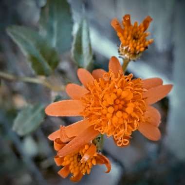 Senecio confusus syn. Pseudogynoxus confusus