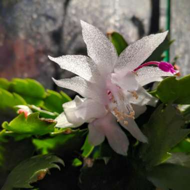 Schlumbergera truncata