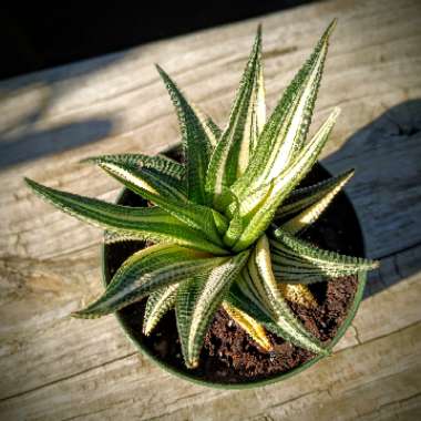 Haworthiopsis Limifolia var. Limifolia Variagata