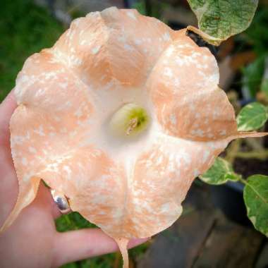 Brugmansia Sunset a/k/a Maya