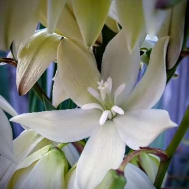 Yucca