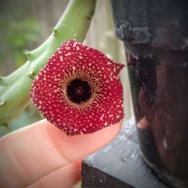 Huernia