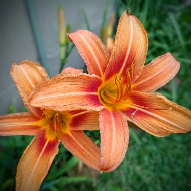 Hemerocallis fulva