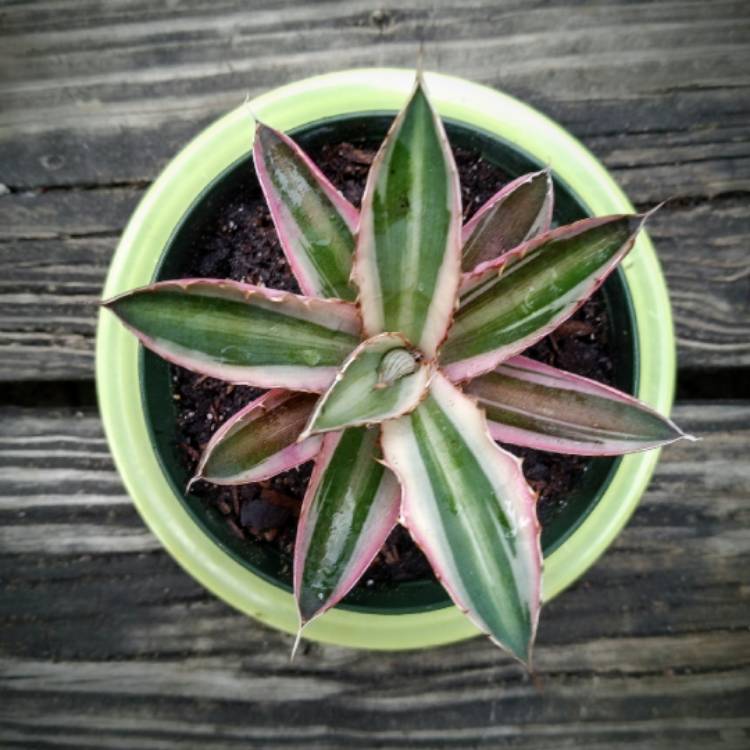 Plant image Agave lopthana 'Quadricolour'