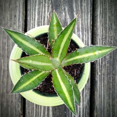 Agave lophantha 'Splendida'