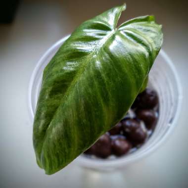 Philodendron 'Paraiso Verde'