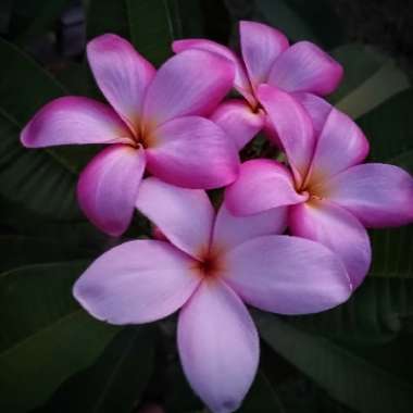 Plumeria