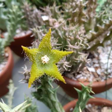 Stapelia dummeri syn. orbea dummeri