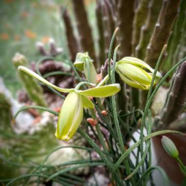 Albuca spiralis 'Frizzle Sizzle'