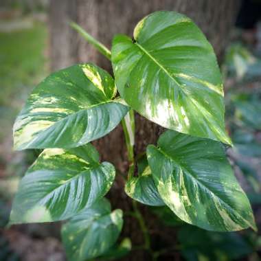 Epipremnum aureum 'Hawaiian'