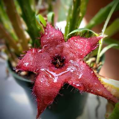 Stapelia