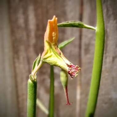 Euphorbia lomelii