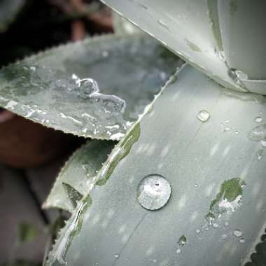 Aloe Striata X Maculata