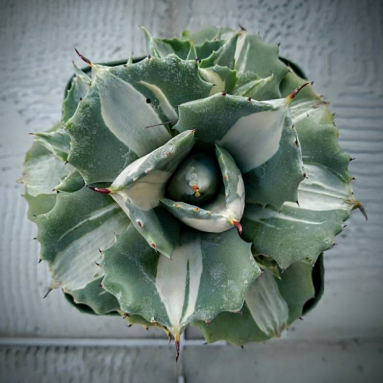 Plant image Agave Isthmensis