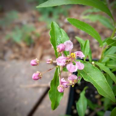 Malpighia Glabra