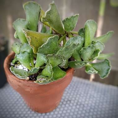 Adromischus cristatus