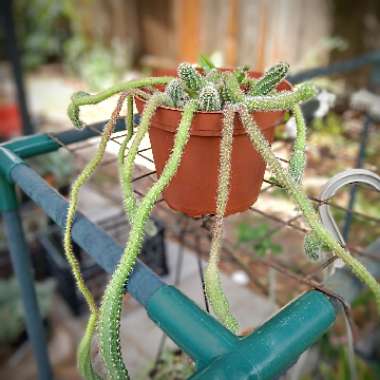 Echinopsis chamaecereus syn. Chamaecereus silvestrii