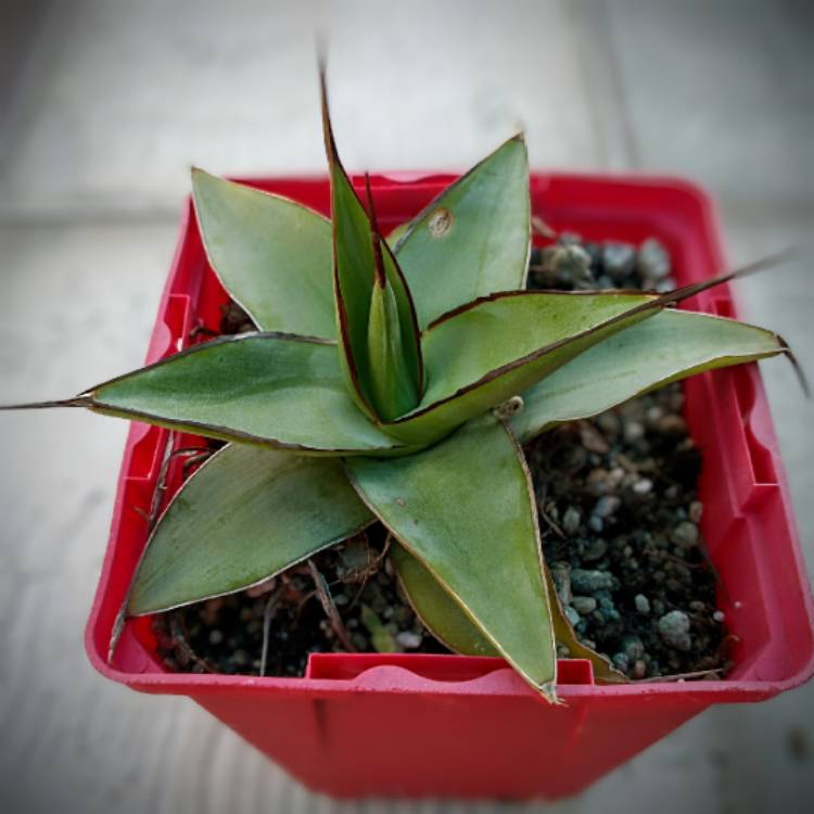 Plant image Agave Burnt Burgundy