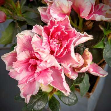 Rhododendron 'Belgian Hybrids'