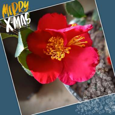 Camellia x vernalis 'Yuletide'