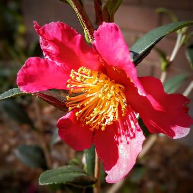 Camellia x vernalis 'Yuletide'