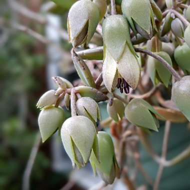 Kalanchoe Black Widow