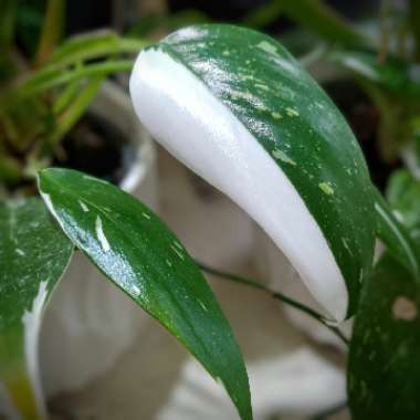 Philodendron 'White Princess'