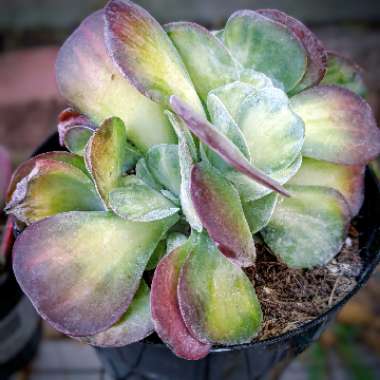 Kalanchoe Luciae 'Fantastic'