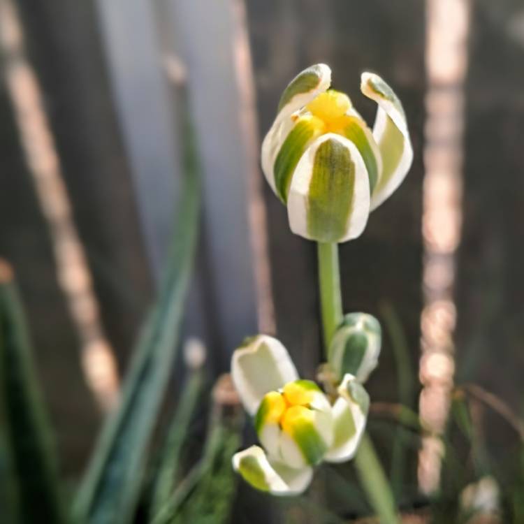 Plant image Albuca Polyphylla